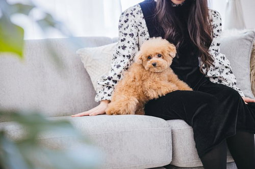 膝上のひととき トイプードルと過ごすソファーの時間