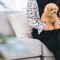 飼い主の膝の上で大人しくする躾のよくできた茶色のトイプードルの写真