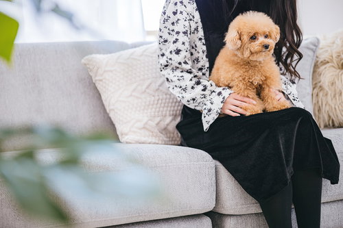 飼い主の膝の上で大人しくする躾のよくできた茶色のトイプードル
