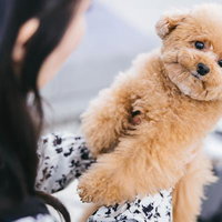 飼い主の抱っこ時間 トイプードルと甘えん坊の日々の写真
