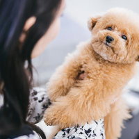 抱っこ大好きトイプードルと人間のふれあいの瞬間の写真