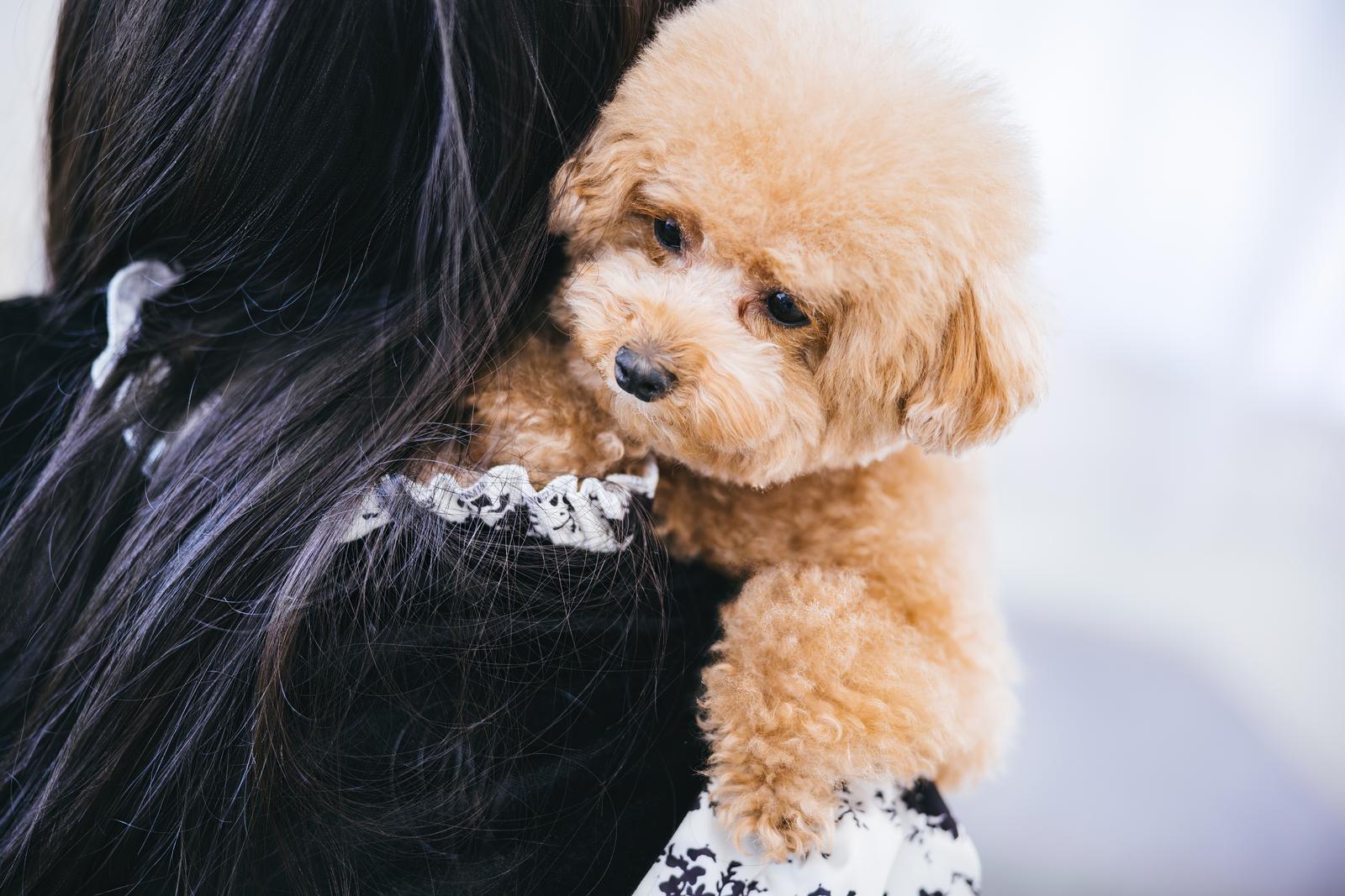 女性に抱っこされ、こちらを見つめるトイプードル［モデル：こてつ］