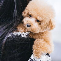 抱っこされるトイプードルと女性の長い黒髪の写真