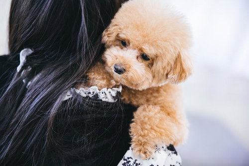 抱っこされるトイプードルと女性の長い黒髪