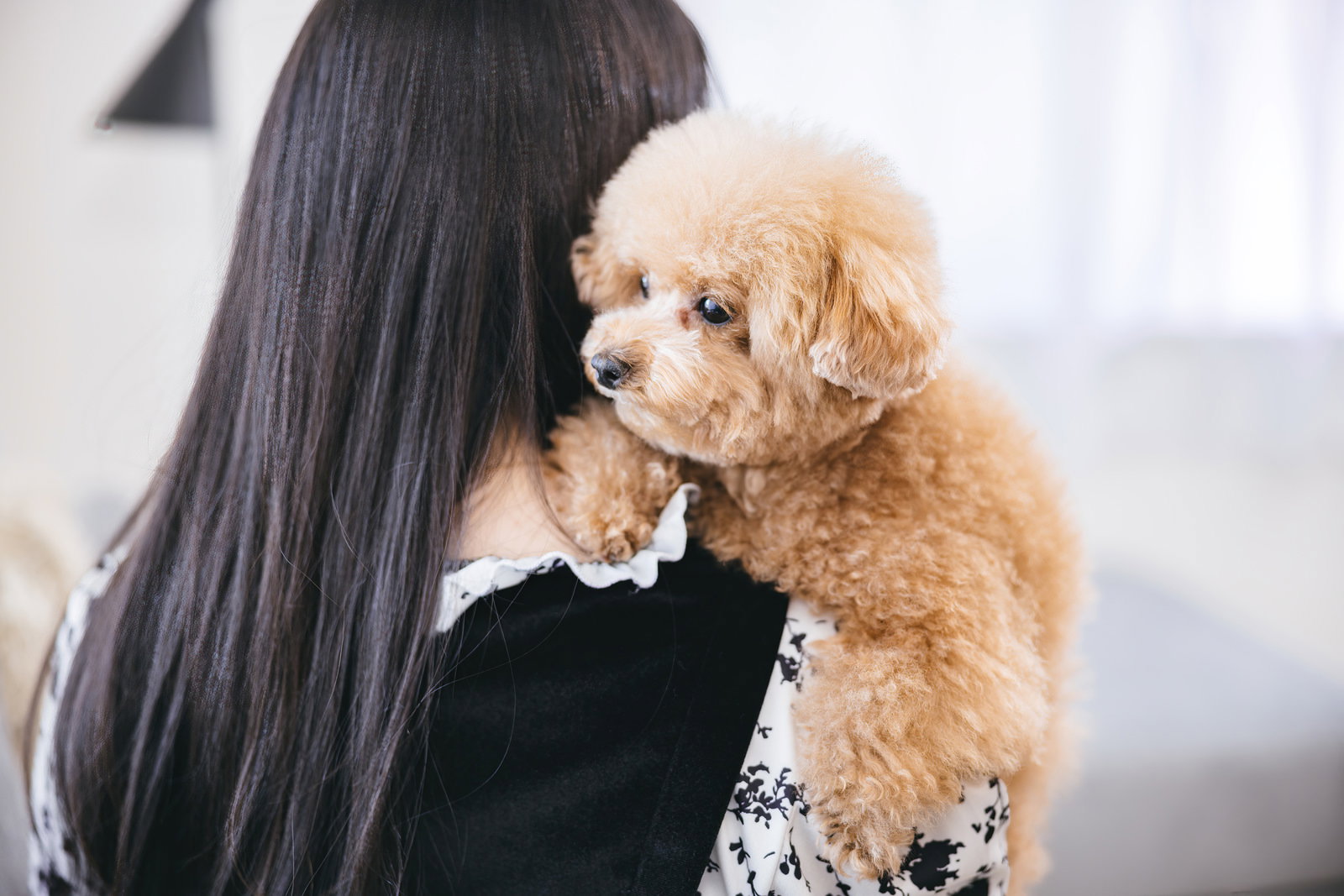 飼い主の女性に抱かれて安心した表情を見せるクリーム色のトイプードル［モデル：こてつ］