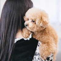 飼い主の女性に抱かれるクリーム色のトイプードルの写真