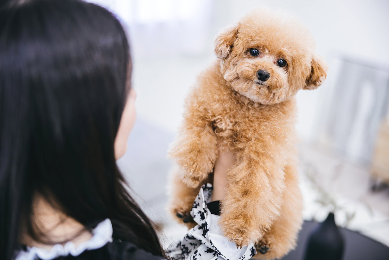 飼い主の腕の中で抱っこされているトイプードルの犬［モデル：こてつ］