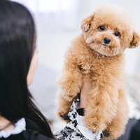 飼い主の腕の中でご満悦なトイプードルのリラックスした表情の写真