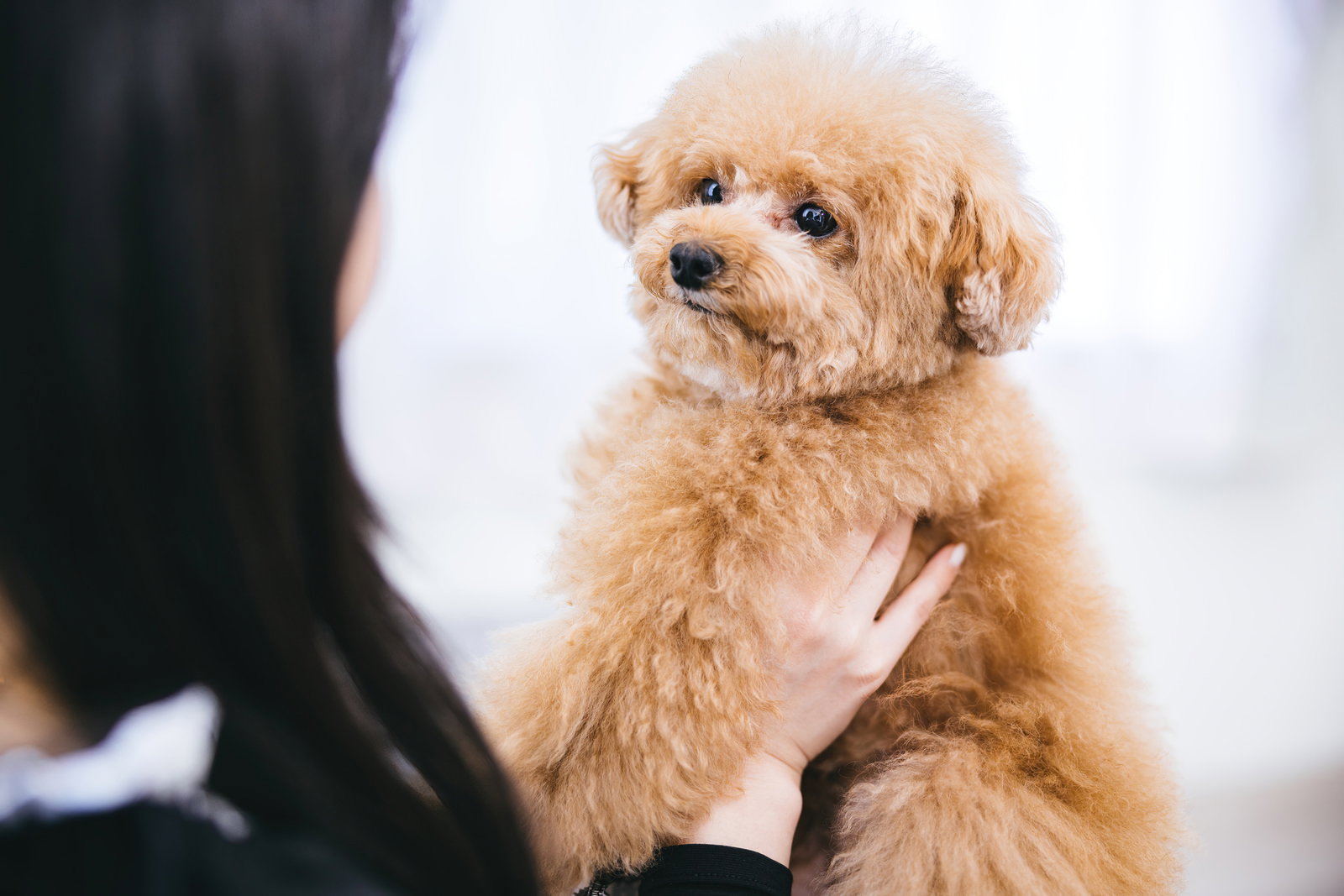 飼い主に抱っこされたトイプードルの子犬［モデル：こてつ］