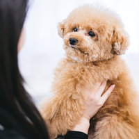 愛犬のトイプードルを抱える飼い主の写真