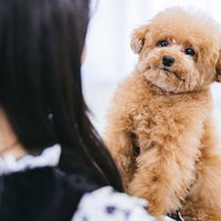飼い主に抱っこされるベージュ色のトイプードルの写真