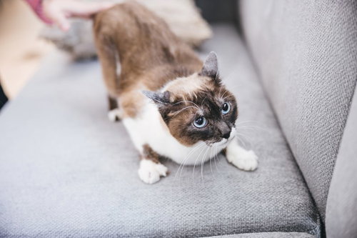 ソファの上で警戒する猫の表情と姿勢