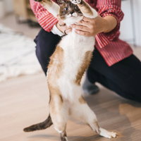 ダンスの振付を覚えようとする猫の仕草の写真