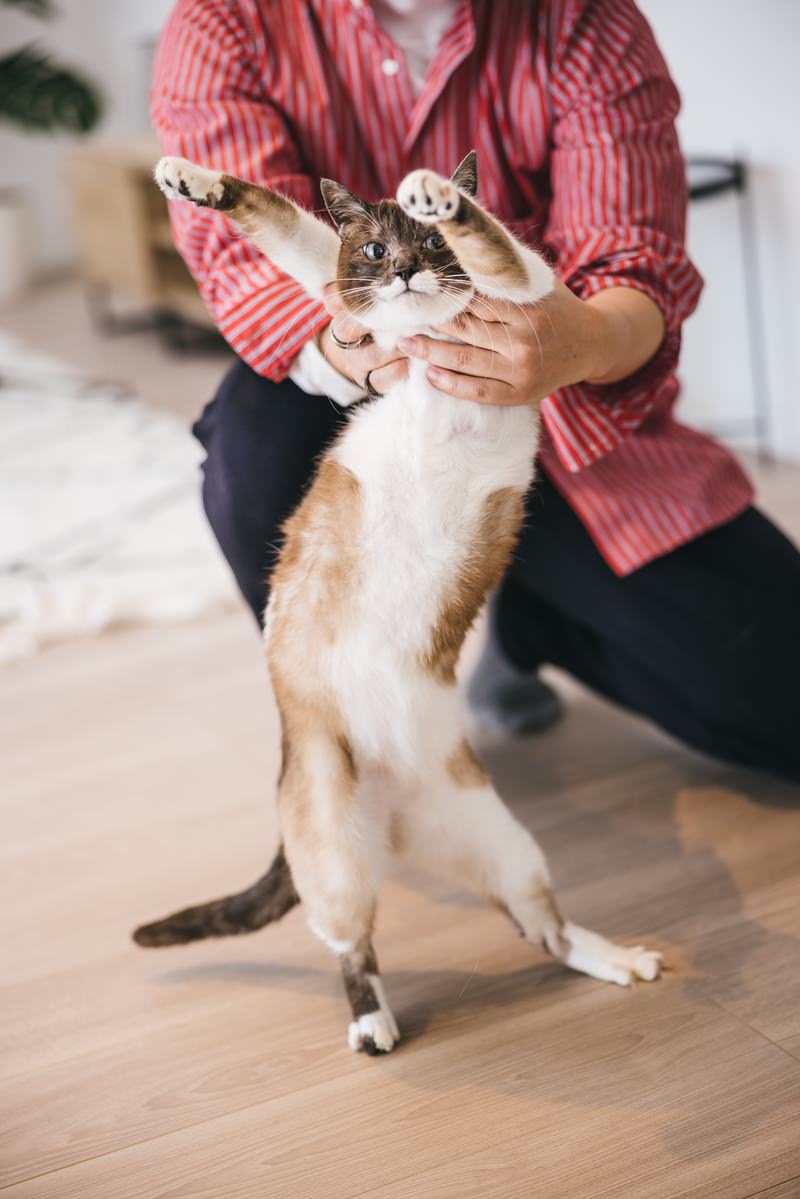 室内で立ち上がって前足を上げ、踊るような仕草を見せる猫