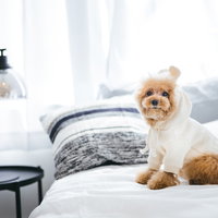 ベッドの上でうさぎの着ぐるみを着るトイプードルの写真