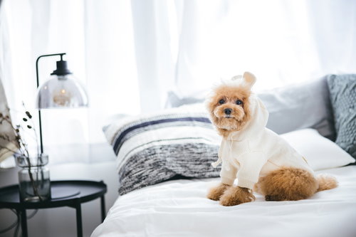 ベッドの上でうさぎの着ぐるみを着るトイプードル