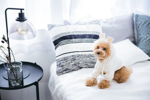 白いニット帽をかぶったトイプードルと犬の洋服