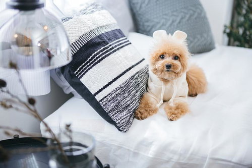 ベッドの上で白いセーターを着たトイプードル