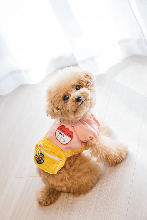 ピンク×黄色のペット服を着たトイプードルのわんこの日常