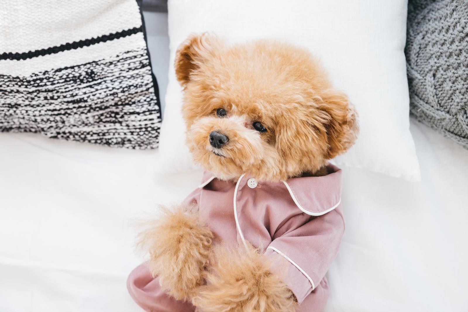 ピンク色のウェアを着てベッドの上でウトウトしているトイプードルの子犬［モデル：こてつ］
