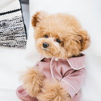 ピンクのウェアを着たウトウトするトイプードル子犬の写真