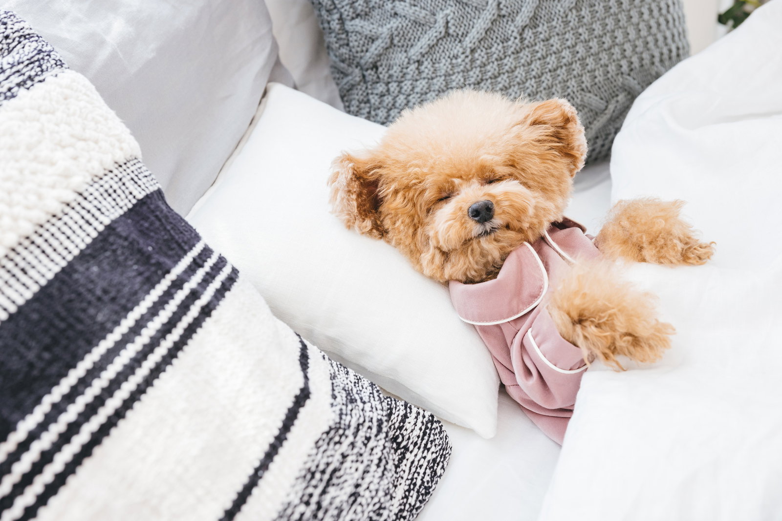 白いベッドで仰向けになって眠る茶色いトイプードル［モデル：こてつ］