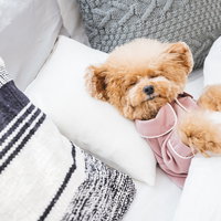 ヒトのように仰向けで眠るトイプードル、白いベッドでリラックスの写真