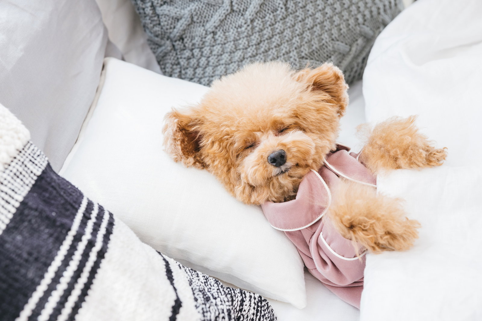 白いベッドでグレーの毛布と一緒に眠る茶色のトイプードル［モデル：こてつ］