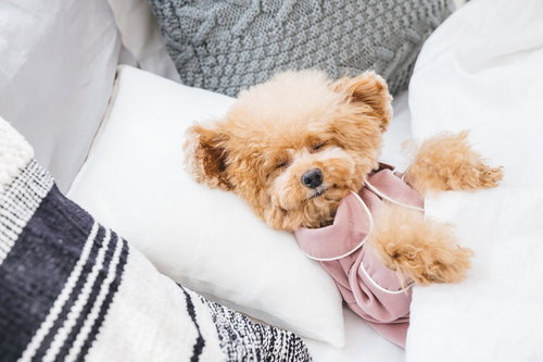 ベッドでスヤスヤ眠るおやすみトイプードル