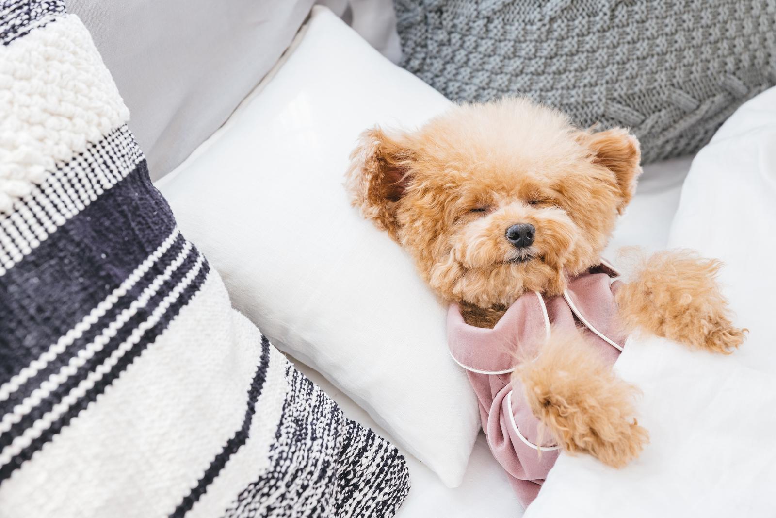 ピンク色のベッドで寝ているトイプードルの子犬［モデル：こてつ］