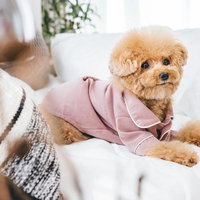 ふわふわ癒し系のトイプードルの写真