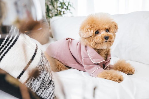 ふわふわ癒し系のトイプードル