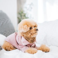 ピンクパジャマを着てベッドでくつろぐアプリコット色トイプードルの写真