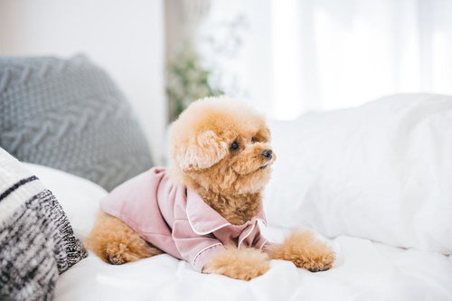 ピンクパジャマを着てベッドでくつろぐアプリコット色トイプードル