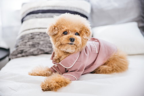 ピンクのパジャマ姿で白いベッドに寝転ぶトイプードル