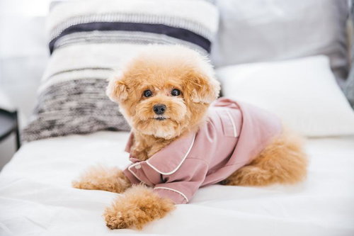 白いベッドでくつろぐピンクパジャマ姿のトイプードル
