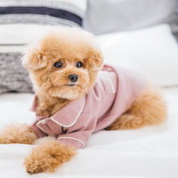 寝室のベッドでピンクのウェアを着てくつろぐトイプードルの写真