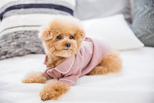 寝室のベッドでピンクのウェアを着てくつろぐトイプードル