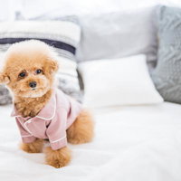 ベッド上でくつろぐトイプードルの子犬、ピンク服姿でリラックスの写真