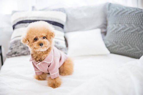 ベッド上でくつろぐトイプードルの子犬、ピンク服姿でリラックス