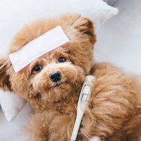 病でふせている冷えピタ姿のトイプードル、体温計を咥えて検温中の写真