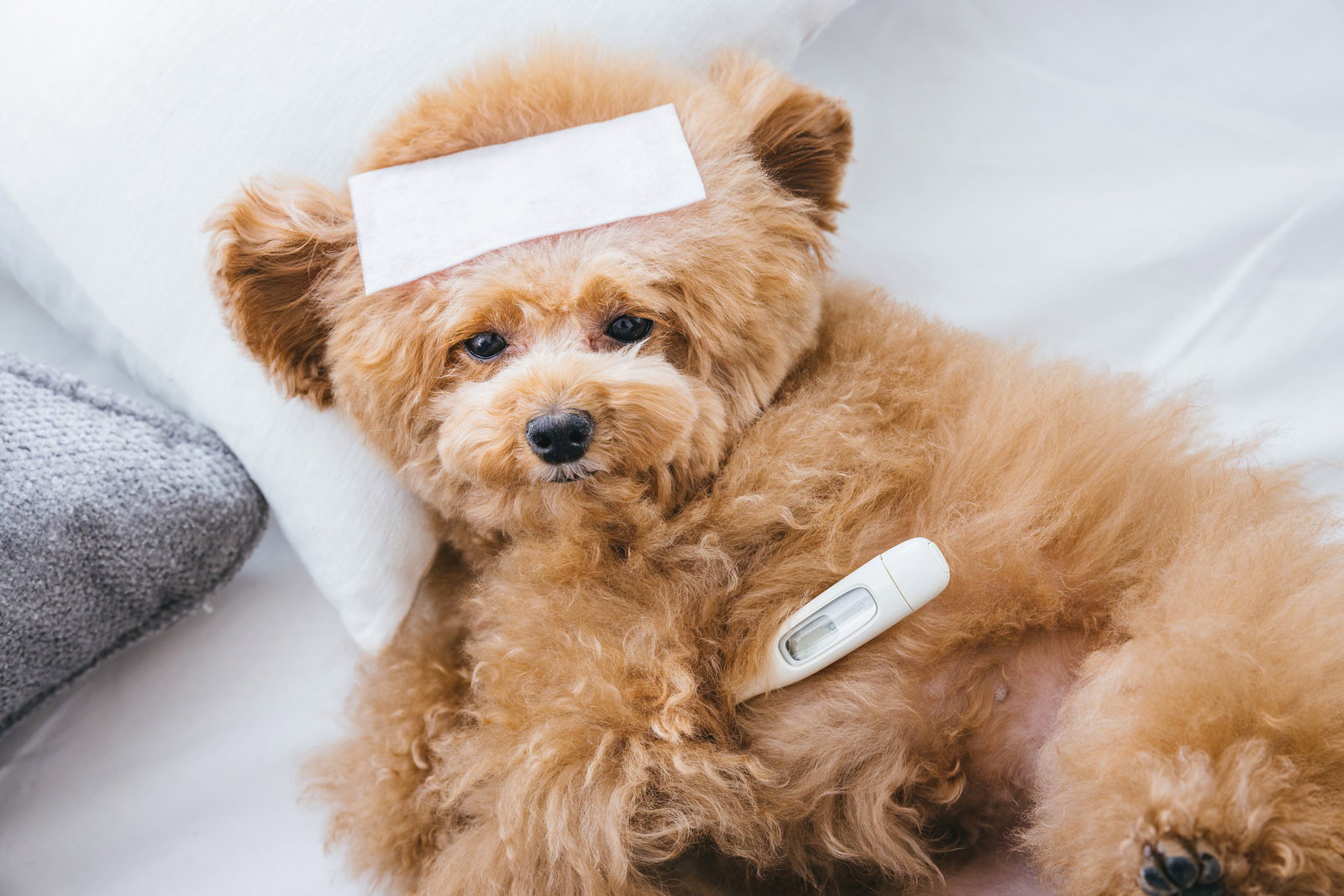 額に冷えピタを貼り体温計をくわえて横になるトイプードル［モデル：こてつ］