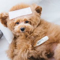 体調を崩して体温を測る茶色のトイプードルの写真