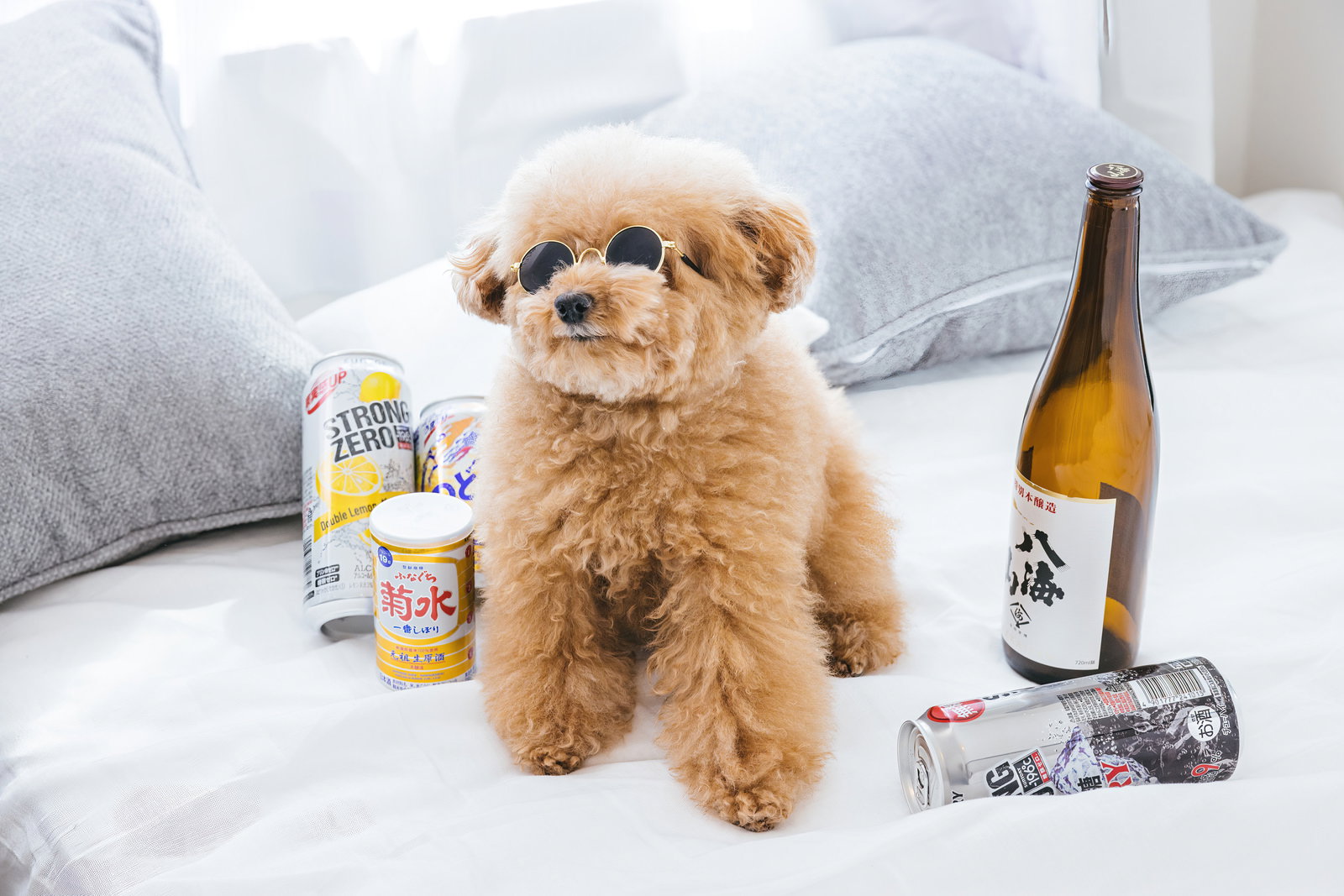 ソファの上でお酒に囲まれて座る茶色いトイプードル［モデル：こてつ］