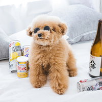 ソファーの上でお酒に囲まれた宅飲みトイプードルの写真