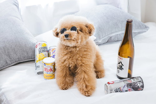 ソファーの上でお酒に囲まれた宅飲みトイプードル
