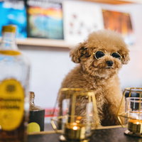 BARのマスター、サングラスをかけたトイプードルの写真