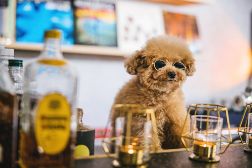 BARのマスター、サングラスをかけたトイプードル