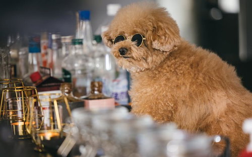 バーカウンターで接客するトイプードルバーテンダー