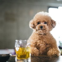 バーカウンターでウイスキーロックをお願いするトイプードルの写真